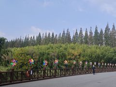 -黄海国家森林公园