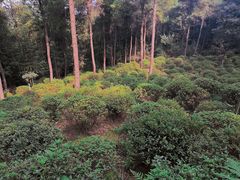 -铁山坪森林公园