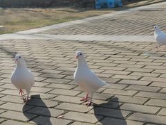 -合肥滨湖国家森林公园