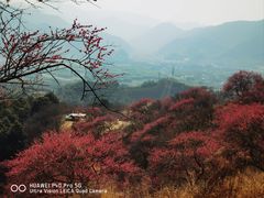 -新建村梅花