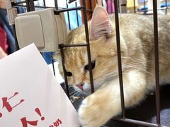 -1013 PET SHOP精品宠物商店(丁香店)
