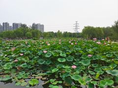 -太阳宫公园