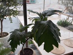-喜茶(珠海华发商都店)