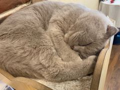 -猫友咖啡店(玉林西路店)
