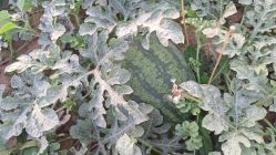 -悦家·美丽妈妈月子会所(龙奥店)