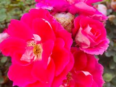 -桤木河湿地公园