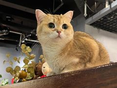 -咖法森林·咖啡  酒吧(天河店)