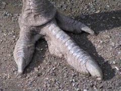 -宿豫区运河湾森林动物园