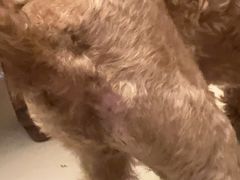 -米苏动物医院·犬猫专科·骨科外科内窥镜