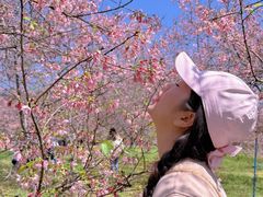 -天适樱花悠乐园