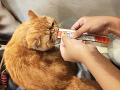 -飞行喵MR PILOT|猫舍·猫咖(静安大融城店)