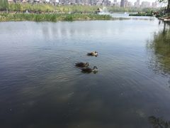 -前关湿地公园