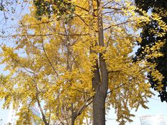 -四川大学(华西校区)