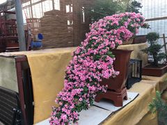 -秦美花卉(天朗·莱茵小城2期店)