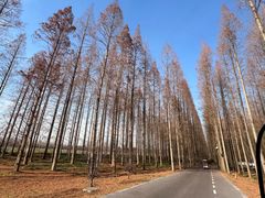 -黄海国家森林公园