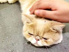 -飞行喵MR PILOT|猫舍·猫咖(静安大融城店)
