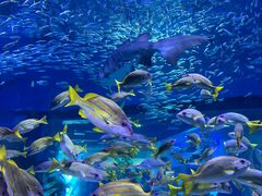 -海合安武汉极地海洋公园