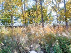 -万源龙顺度假庄园生态观光园