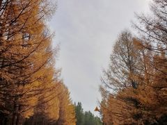 -塞罕坝国家级自然保护区