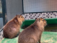 -上海大自然野生昆虫馆(东方明珠·爬宠昆虫探索中心)