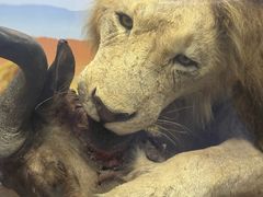 -国家自然博物馆