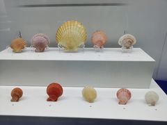 -贝壳王国博物馆