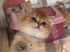 -糯米喵星人总部直营旗舰店·猫舍·幼猫出售