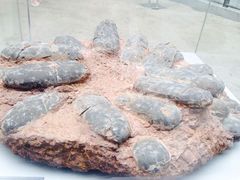 -中国地质大学逸夫博物馆