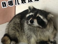 -浣熊柯尔鸭土拨鼠·电玩咖