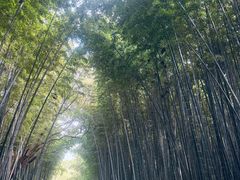 -同里国家湿地公园