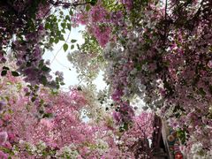 -深圳国际园林花卉博览园