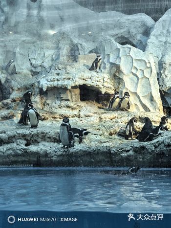 一边吃饭一边玩企鹅的乐趣