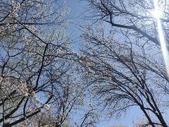 -桃花堤公园