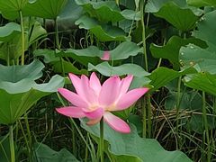 -西青郊野公园