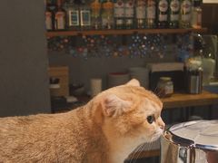 -咖法森林·咖啡  酒吧(天河店)