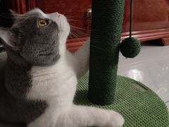 -北京观赏动物医院·24小时大型综合·猫专科·异宠专科