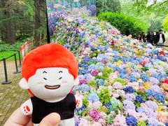 -上海共青森林公园