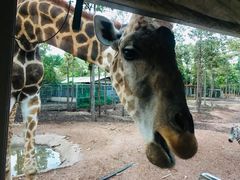 -清迈夜间动物园