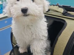 -瑞派动物医院·猫专科·至诚(江南中分院)