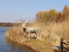 -溱湖国家湿地公园