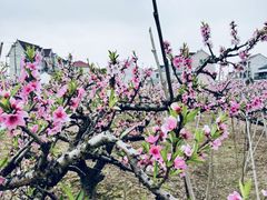 -南汇桃花村