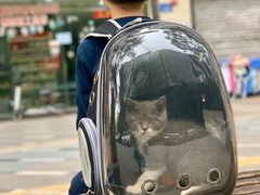 -宠物星动物医院·眼科·异宠·猫科(江南大道总院)