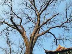 -鸭小妹鸭血粉丝(老门东店)