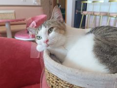 -Sweet cat·星愿猫咖(国贸大厦店)