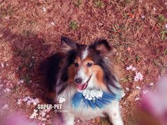 -超宠爱宠物摄影-Super pet