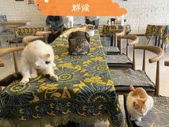 -平行世界·猫咖(首经贸店)