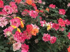 -永定河休闲森林公园