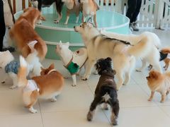 -怪兽屋·羊驼·猫咖·狗咖(俊华广场店)