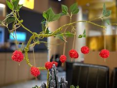 -一朵菌·野生菌探索家火锅(南亚店)
