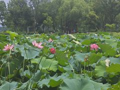 -金银湖国家城市湿地公园